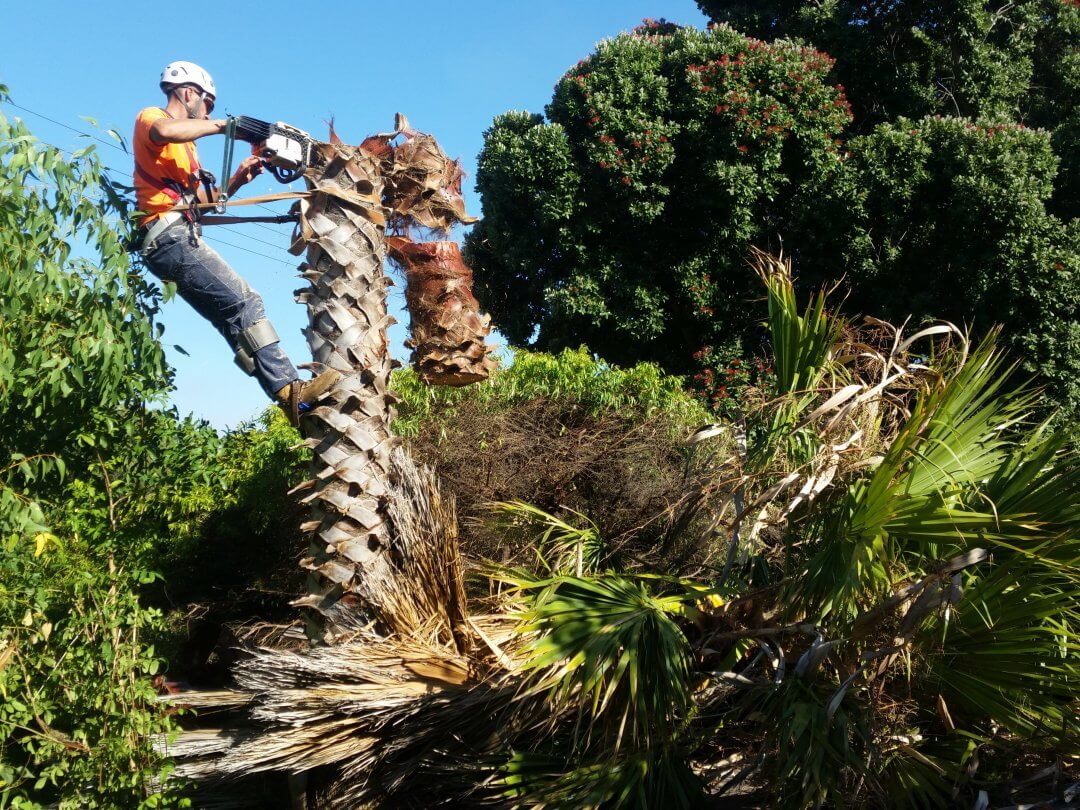 Palm Beach Gardens Tree Trimming and Tree Removal Services Header-We Offer Tree Trimming Services, Tree Removal, Tree Pruning, Tree Cutting, Residential and Commercial Tree Trimming Services, Storm Damage, Emergency Tree Removal, Land Clearing, Tree Companies, Tree Care Service, Stump Grinding, and we're the Best Tree Trimming Company Near You Guaranteed!