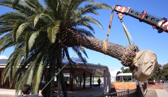 Palm Tree Trimming & Palm Tree Removal-Palm Beach Gardens Tree Trimming and Tree Removal Services-We Offer Tree Trimming Services, Tree Removal, Tree Pruning, Tree Cutting, Residential and Commercial Tree Trimming Services, Storm Damage, Emergency Tree Removal, Land Clearing, Tree Companies, Tree Care Service, Stump Grinding, and we're the Best Tree Trimming Company Near You Guaranteed!
