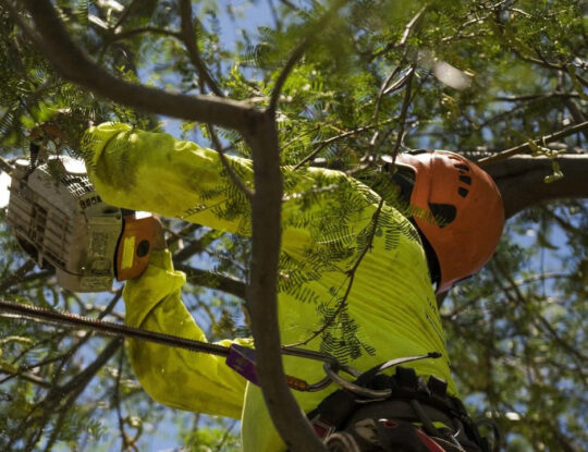 Residential Tree Services-Palm Beach Gardens Tree Trimming and Tree Removal Services-We Offer Tree Trimming Services, Tree Removal, Tree Pruning, Tree Cutting, Residential and Commercial Tree Trimming Services, Storm Damage, Emergency Tree Removal, Land Clearing, Tree Companies, Tree Care Service, Stump Grinding, and we're the Best Tree Trimming Company Near You Guaranteed!