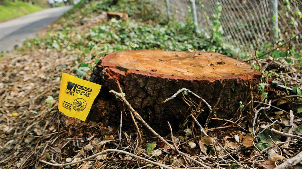 Stump Removal-Palm Beach Gardens Tree Trimming and Tree Removal Services-We Offer Tree Trimming Services, Tree Removal, Tree Pruning, Tree Cutting, Residential and Commercial Tree Trimming Services, Storm Damage, Emergency Tree Removal, Land Clearing, Tree Companies, Tree Care Service, Stump Grinding, and we're the Best Tree Trimming Company Near You Guaranteed!