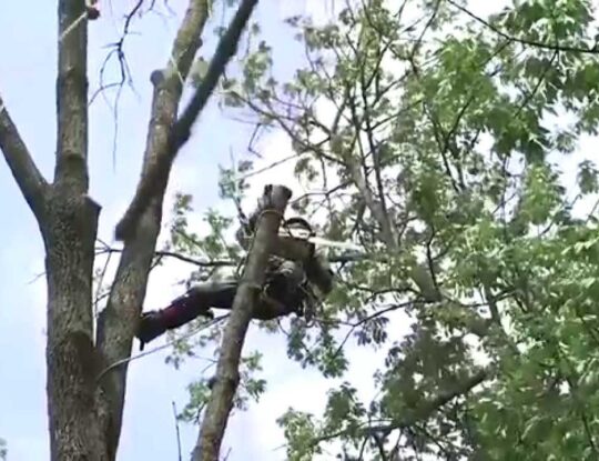 Tree Trimming Services-Palm Beach Gardens Tree Trimming and Tree Removal Services-We Offer Tree Trimming Services, Tree Removal, Tree Pruning, Tree Cutting, Residential and Commercial Tree Trimming Services, Storm Damage, Emergency Tree Removal, Land Clearing, Tree Companies, Tree Care Service, Stump Grinding, and we're the Best Tree Trimming Company Near You Guaranteed!