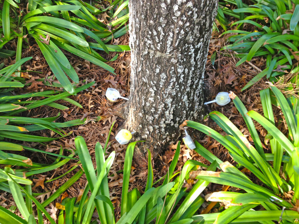 Deep Root Injection Near Me-Pro Tree Trimming & Removal Team of Palm Beach Gardens
