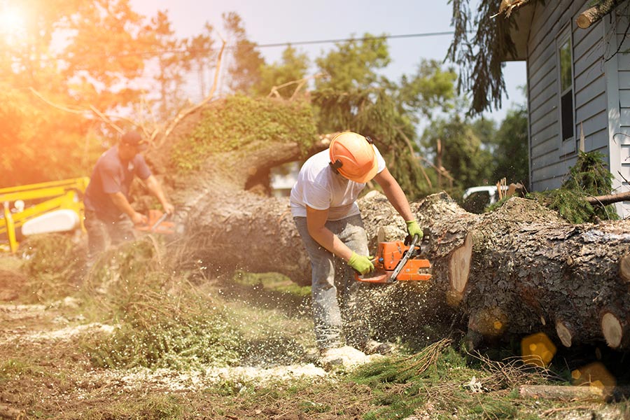 Emergency Tree Removal Palm Beach Gardens-Pro Tree Trimming & Removal Team of Palm Beach Gardens
