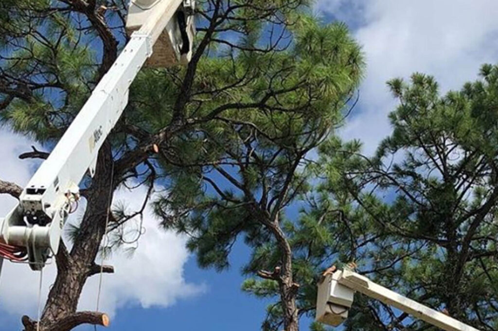 Palm Beach Gardens Commercial Tree Services-Pro Tree Trimming & Removal Team of Palm Beach Gardens