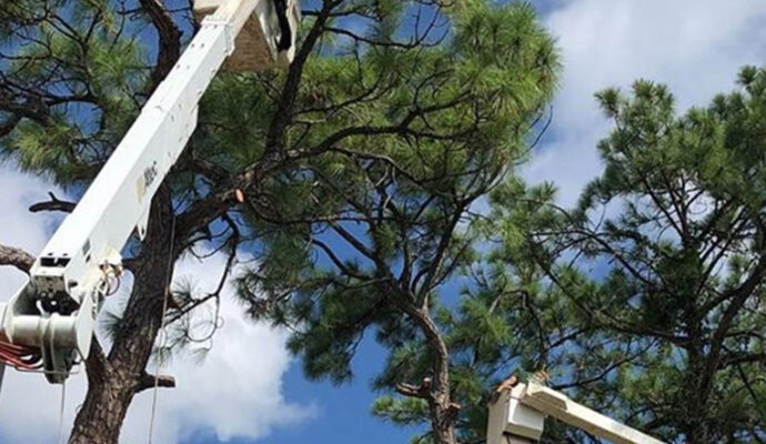 Palm Beach Gardens Commercial Tree Services-Pro Tree Trimming & Removal Team of Palm Beach Gardens