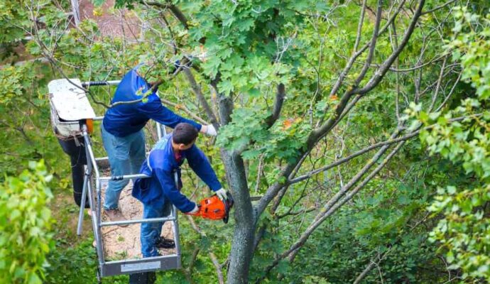 Palm Beach Gardens Tree Trimming Services-Pro Tree Trimming & Removal Team of Palm Beach Gardens