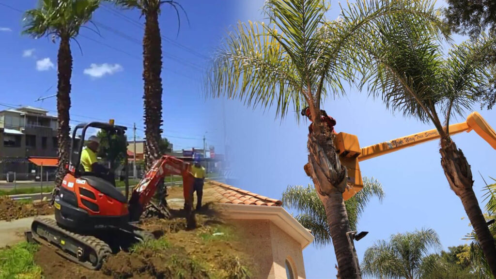 Palm Tree Trimming & Palm Tree Removal Near Me-Pro Tree Trimming & Removal Team of Palm Beach Gardens