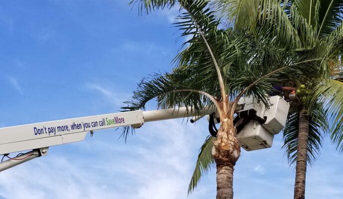 Palm Tree Trimming & Palm Tree Removal Palm Beach Gardens-Pro Tree Trimming & Removal Team of Palm Beach Gardens