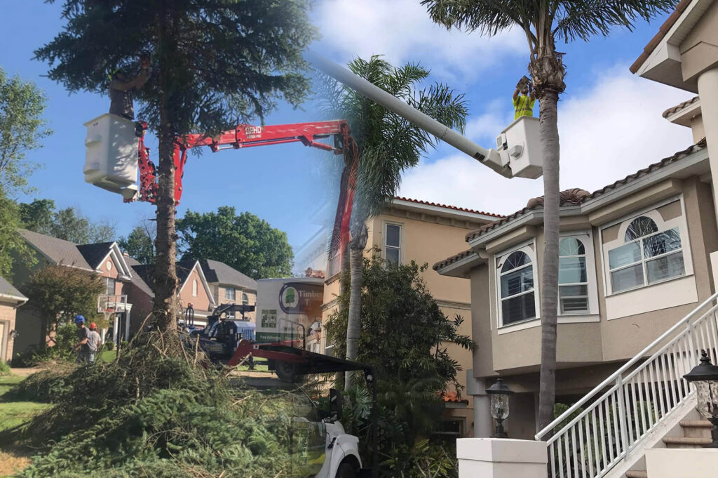 Residential-Tree-Services-Affordable-Pro-Tree-Trimming-Removal-Team-of-Palm Beach Gardens