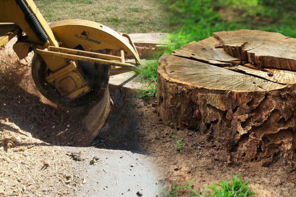Stump-Grinding-Removal-Affordable-Pro-Tree-Trimming-Removal-Team-of-Palm Beach Gardens