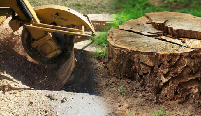 Stump-Grinding-Removal-Affordable-Pro-Tree-Trimming-Removal-Team-of-Palm Beach Gardens