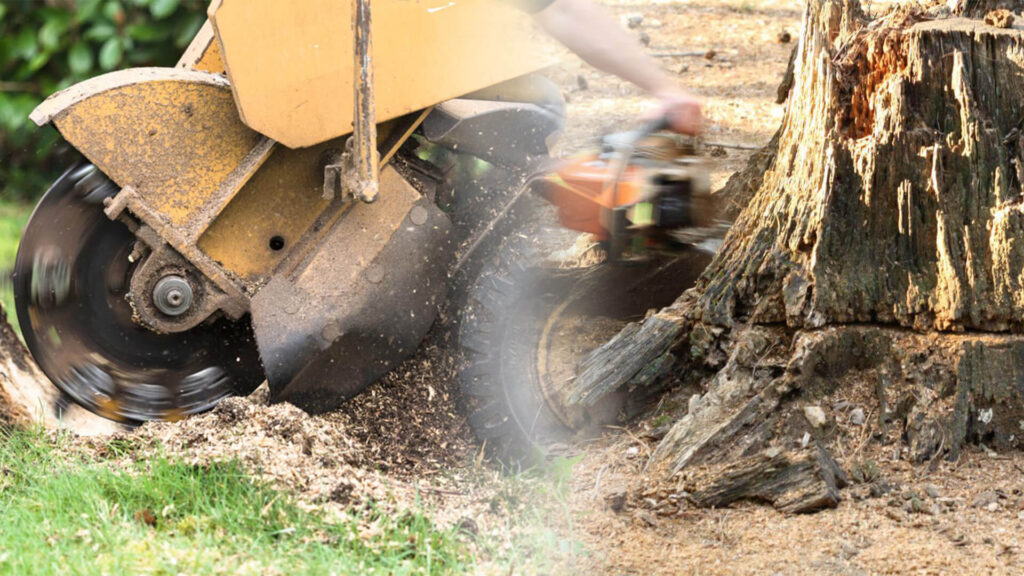 Stump Grinding & Removal Near Me-Pro Tree Trimming & Removal Team of Palm Beach Gardens