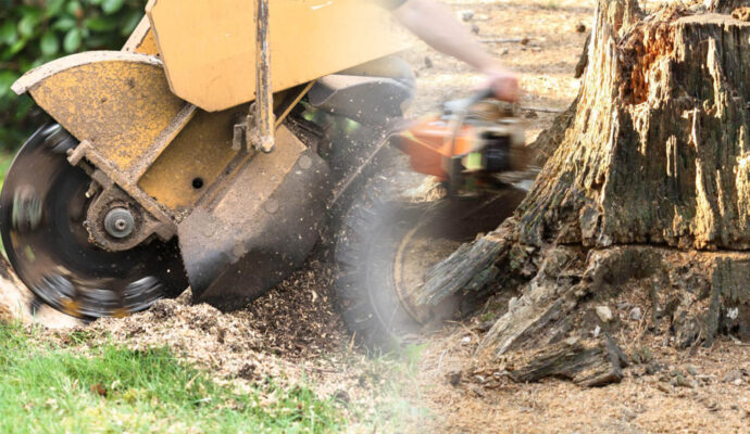 Stump Grinding & Removal Near Me-Pro Tree Trimming & Removal Team of Palm Beach Gardens