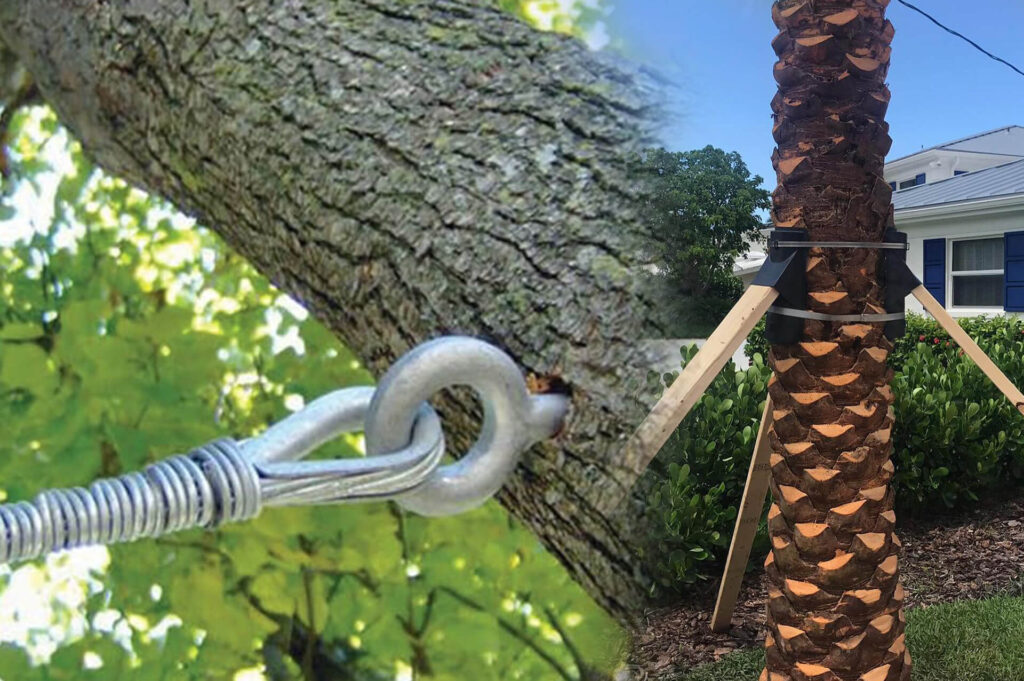 Tree-Bracing-Tree-Cabling-Affordable-Pro-Tree-Trimming-Removal-Team-of-Palm Beach Gardens