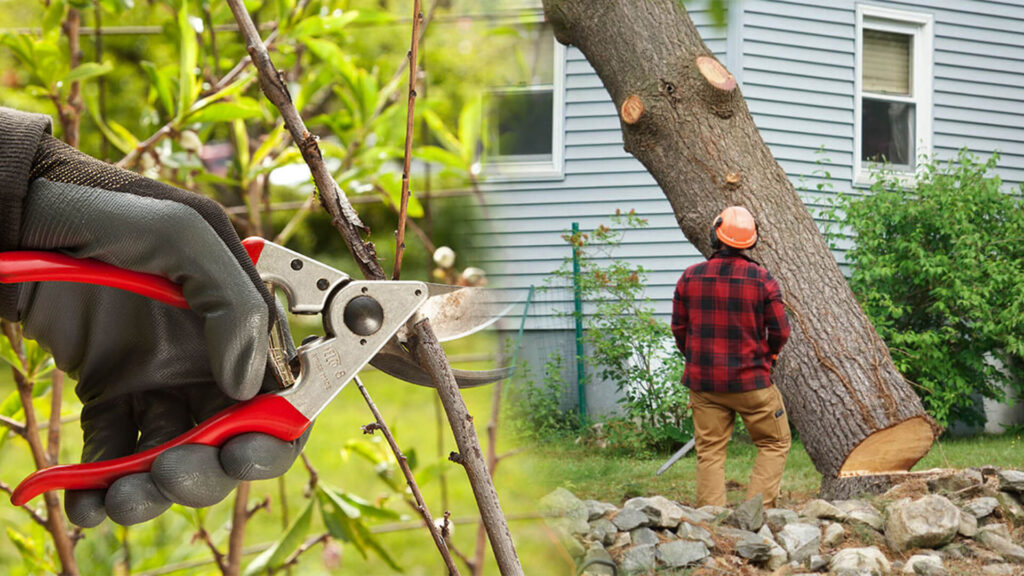 Tree Pruning & Tree Removal Near Me-Pro Tree Trimming & Removal Team of Palm Beach Gardens