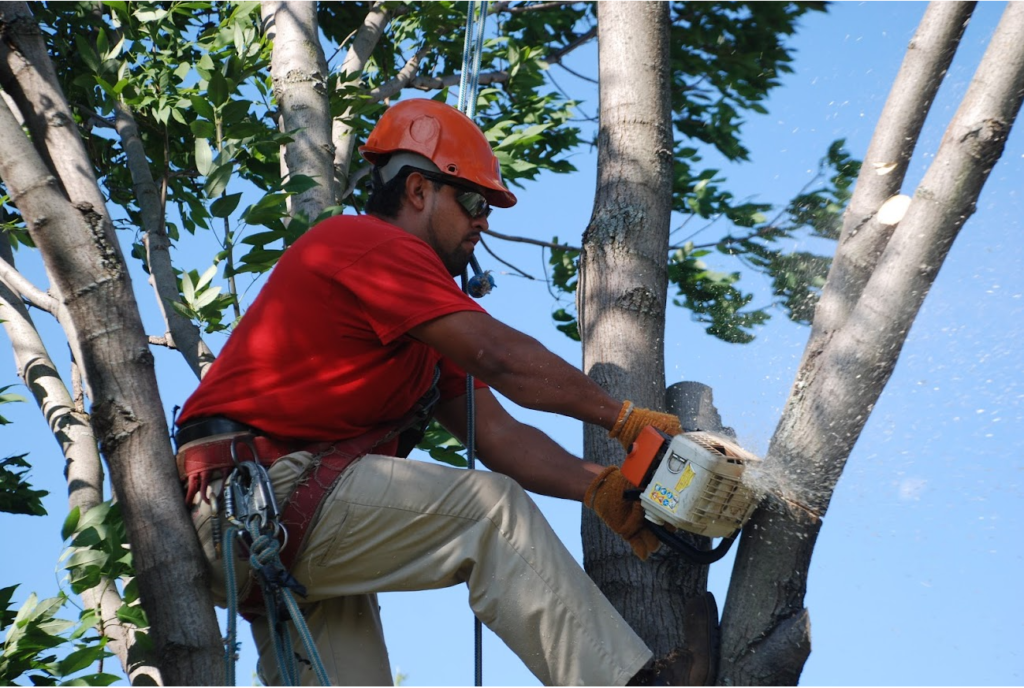 Tree Pruning & Tree Removal Palm Beach Gardens-Pro Tree Trimming & Removal Team of Palm Beach Gardens