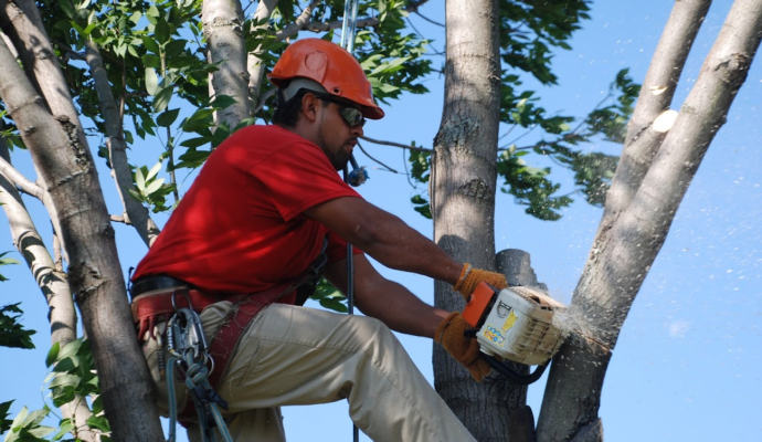 Tree Pruning & Tree Removal Palm Beach Gardens-Pro Tree Trimming & Removal Team of Palm Beach Gardens