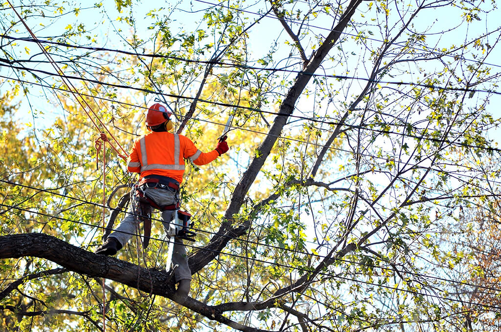 Tree-Trimming-Services-Affordable-Pro-Tree-Trimming-Removal-Team-of-Palm Beach Gardens