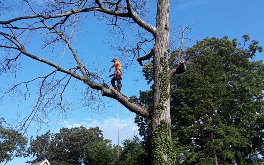 Tree Trimming Services Palm Beach Gardens-Pro Tree Trimming & Removal Team of Palm Beach Gardens