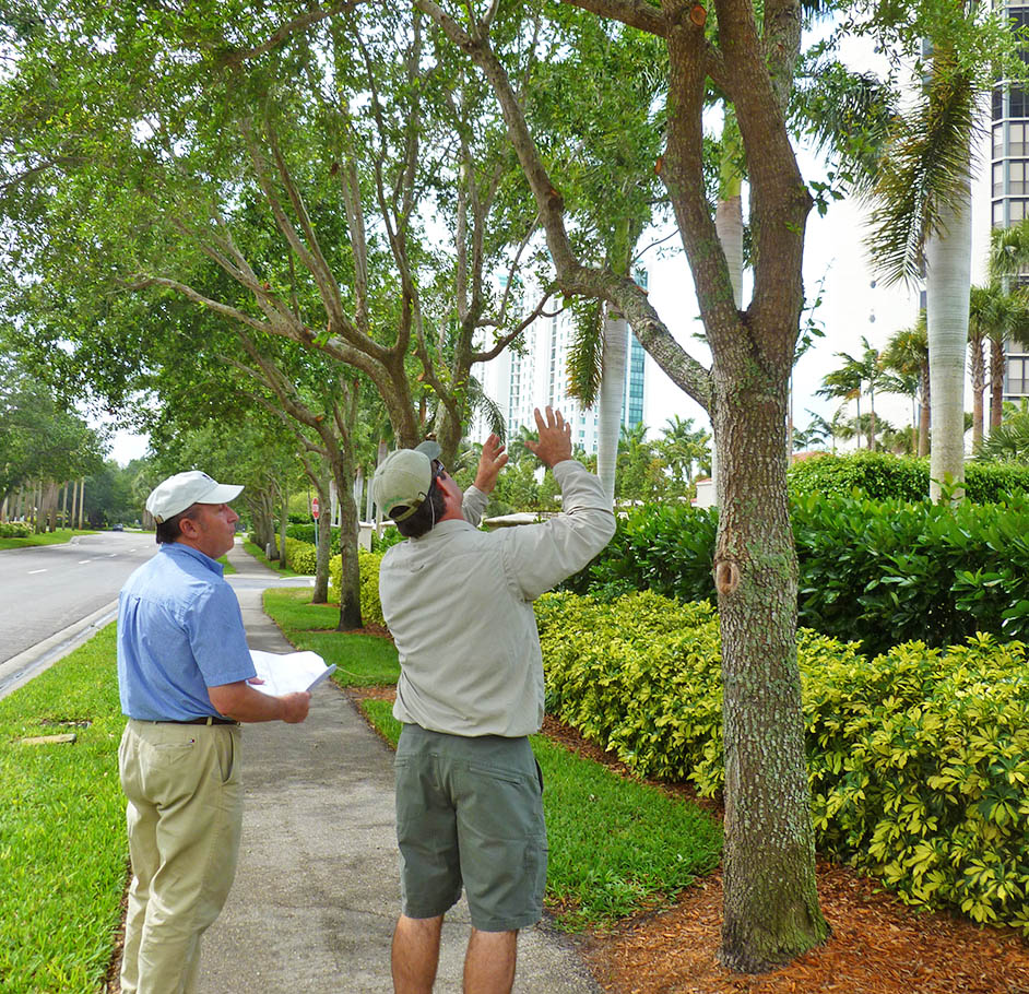 Arborist Consultations-Pros-Pro Tree Trimming & Removal Team of Palm Beach Gardens