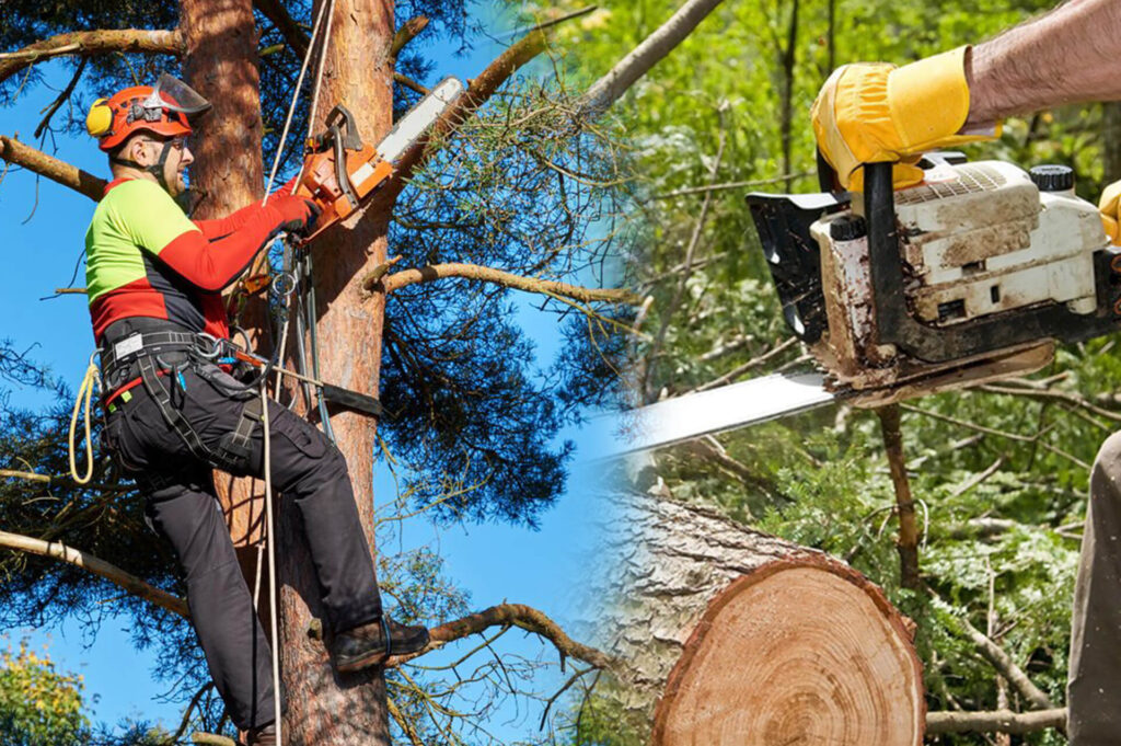 Commercial Tree Services Experts-Pro Tree Trimming & Removal Team of Palm Beach Gardens