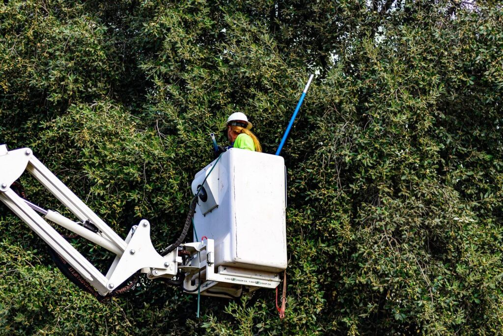 Commercial-Tree-Services-Services Pro-Tree-Trimming-Removal-Team-of- Palm Beach Gardens
