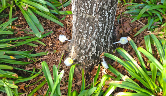 Deep Root Injection-Pros-Pro Tree Trimming & Removal Team of Palm Beach Gardens