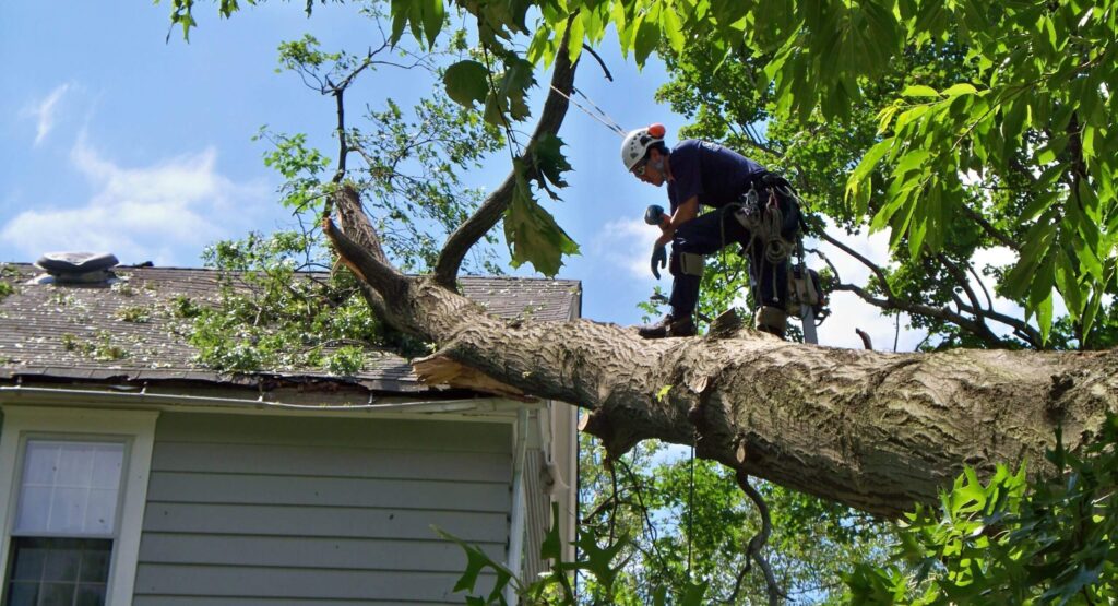 Emergency-Tree-Removal-Services Pro-Tree-Trimming-Removal-Team-of- Palm Beach Gardens