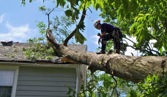 Emergency-Tree-Removal-Services Pro-Tree-Trimming-Removal-Team-of- Palm Beach Gardens