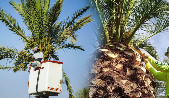 Palm Tree Trimming & Palm Tree Removal Experts-Pro Tree Trimming & Removal Team of Palm Beach Gardens