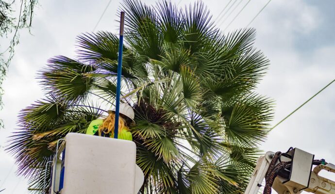 Palm-Tree-Trimming-Palm-Tree-Removal-Services Pro-Tree-Trimming-Removal-Team-of- Palm Beach Gardens