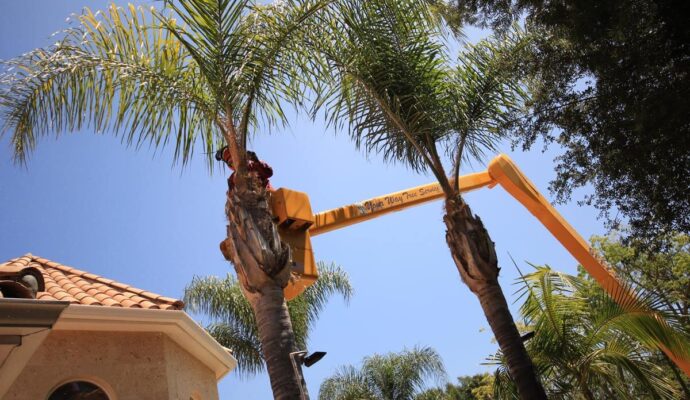 Palm Tree Trimming-Pros-Pro Tree Trimming & Removal Team of Palm Beach Gardens