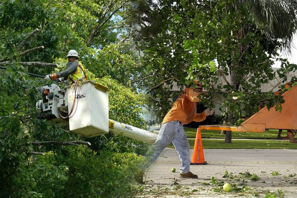 Residential Tree Services Experts-Pro Tree Trimming & Removal Team of Palm Beach Gardens