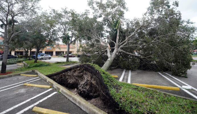 Storm Damage-Pros-Pro Tree Trimming & Removal Team of Palm Beach Gardens