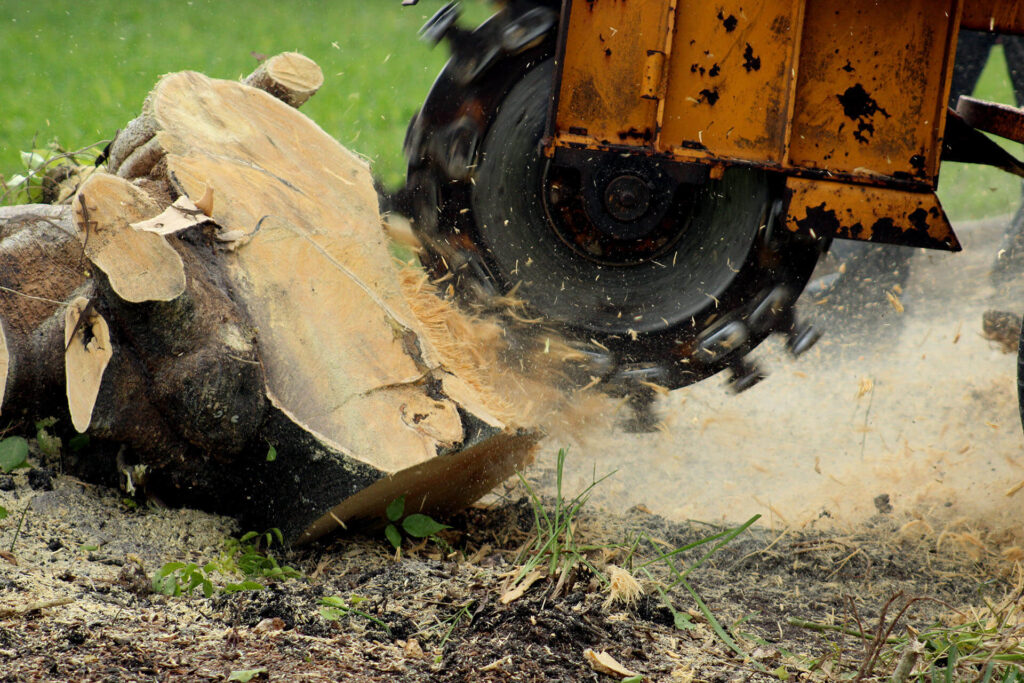 Stump-Grinding-Removal-Services Pro-Tree-Trimming-Removal-Team-of- Palm Beach Gardens