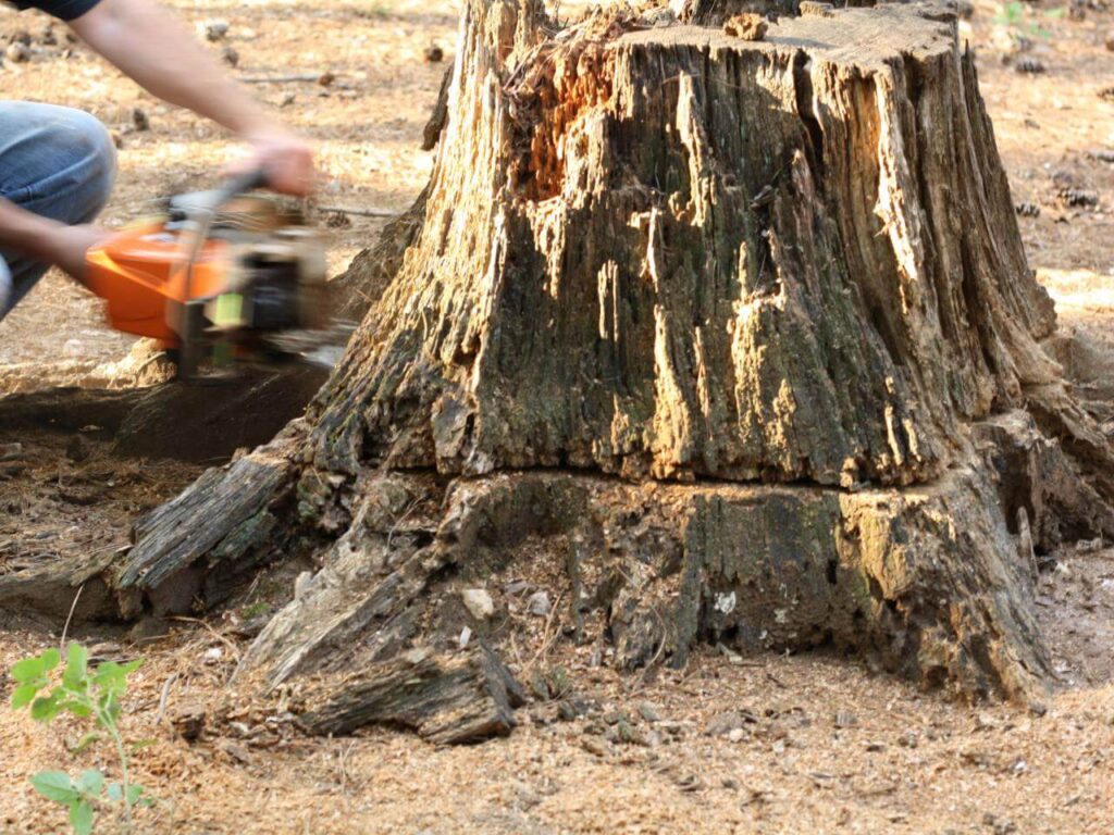 Stump Removal-Pros-Pro Tree Trimming & Removal Team of Palm Beach Gardens