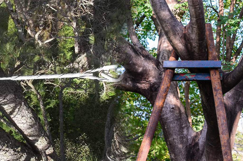 Tree Bracing & Tree Cabling Experts-Pro Tree Trimming & Removal Team of Palm Beach Gardens