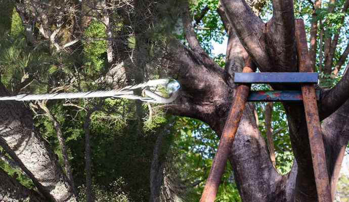 Tree Bracing & Tree Cabling Experts-Pro Tree Trimming & Removal Team of Palm Beach Gardens