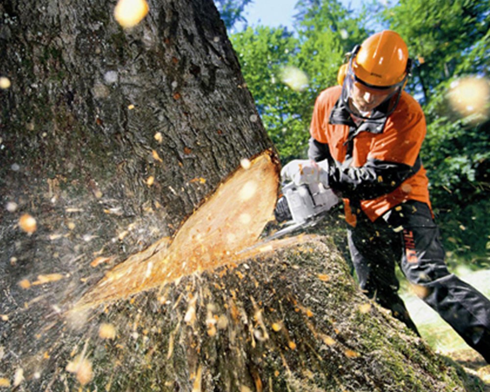 Tree Cutting-Pros-Pro Tree Trimming & Removal Team of Palm Beach Gardens