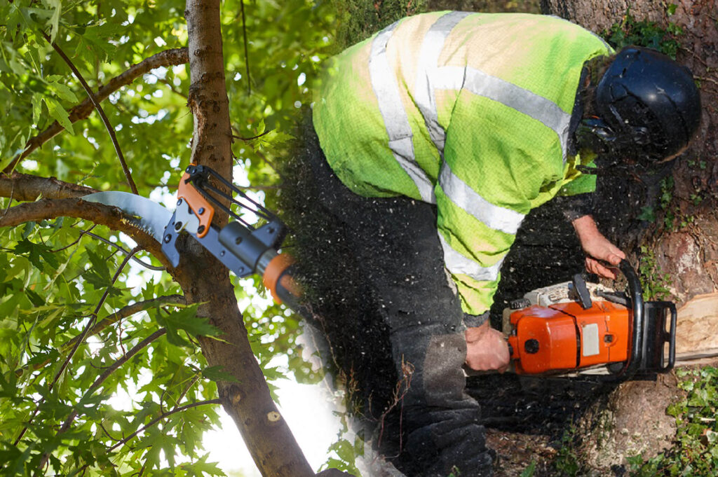 Tree Pruning & Tree Removal Experts-Pro Tree Trimming & Removal Team of Palm Beach Gardens