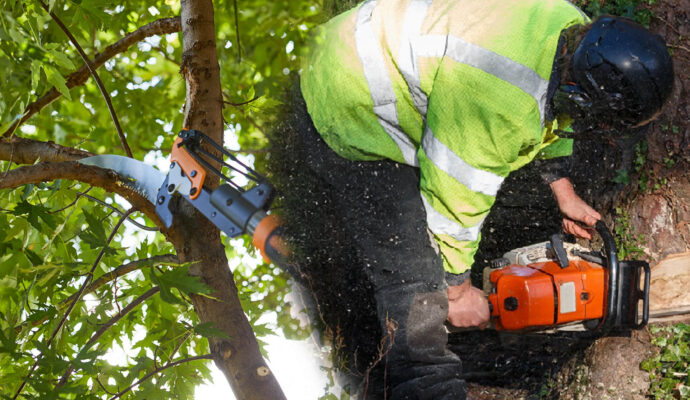 Tree Pruning & Tree Removal Experts-Pro Tree Trimming & Removal Team of Palm Beach Gardens