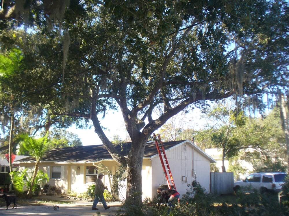 Tree-Pruning-Tree-Removal-Services Pro-Tree-Trimming-Removal-Team-of- Palm Beach Gardens