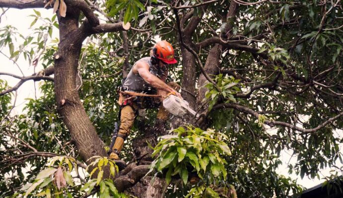 Tree Trimming Services Experts-Pro Tree Trimming & Removal Team of Palm Beach Gardens