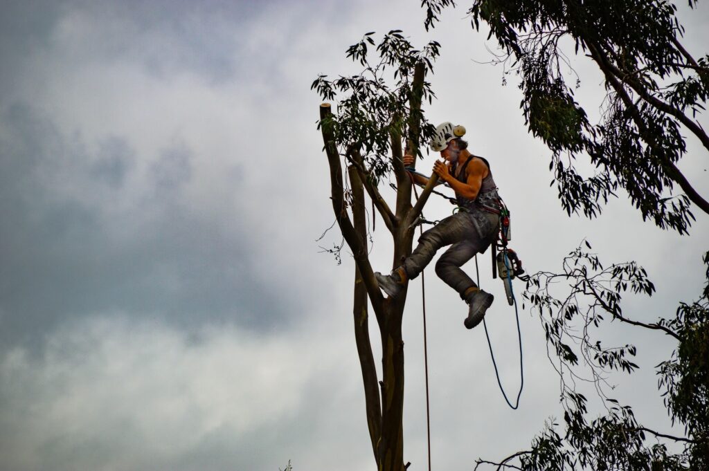 Tree-Trimming-Services-Services Pro-Tree-Trimming-Removal-Team-of Palm Beach Gardens